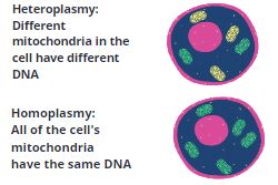 Visual of mitochondrial DNA for heteroplasmy and homoplasmy