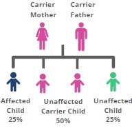 Visual of odds of children inheriting geneticcarriers passing